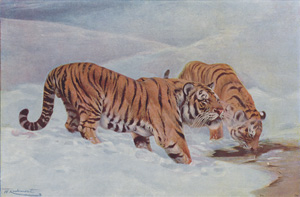 Tiger and Tigress